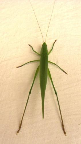 Neoconocephalus sp.